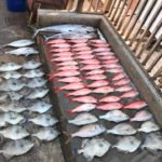 pile of fish caught on florida charter