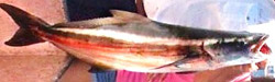 cobia-florida-fishing-charters