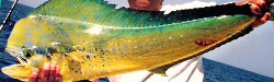 dolphin-florida-fishing-charters