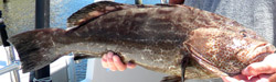 grouper-florida-fishing-charters