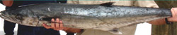 kingfish-florida-fishing-charters