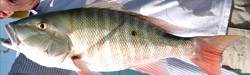 florida-mutton-snapper-fishing-whats the catch