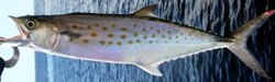 spanish-mackerel-fishing-charter