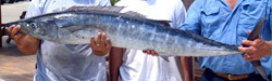 wahoo-florida-fishing-whats the catch